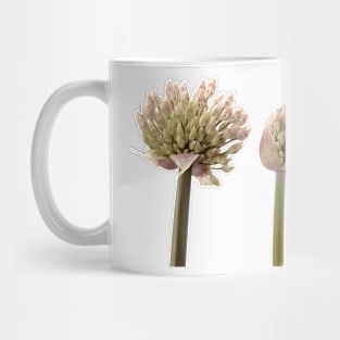 Allium karataviense   AGM  Kara Tau garlic Mug